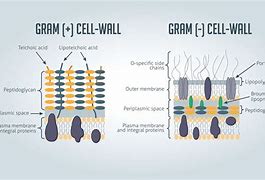 Image result for Bacterial Cell Wall Structure
