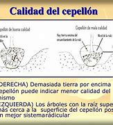 Image result for cepell�n