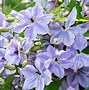 Image result for Clematis Nubia