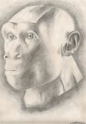 Image result for Homo Erectus Drawing