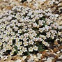 Image result for Saxifraga pubescens subsp. iratiana