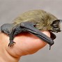 Image result for 5E Bat Pipistrelle