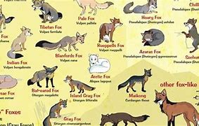 Image result for All 37 Fox Breeds