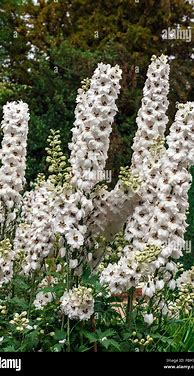 Image result for Tall Green Plant with White Flowers
