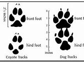 Image result for Fox Youth Size Chart