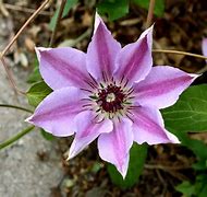 Image result for Clematis with Purple and White Flower