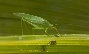 Image result for Small Green Bug