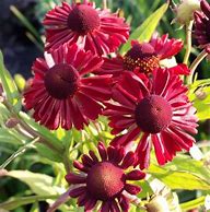 Image result for Helenium Ruby Tuesday