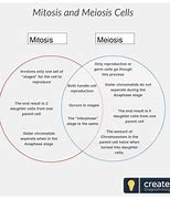 Image result for Mitosis and Meiosis Venn Diagram