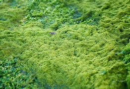 Image result for Green Moss On Ground