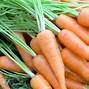 Image result for Carrot