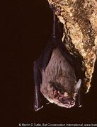 Image result for Bumblebee Bat Predators