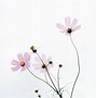 Image result for Minimalist Flower Desktop Wallpaper