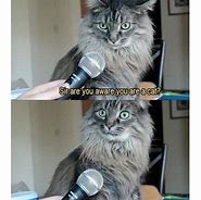 Image result for Caturday Cat Meme