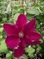 Image result for Clematis Ernest Markham