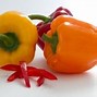 Image result for Red Habanero Pepper