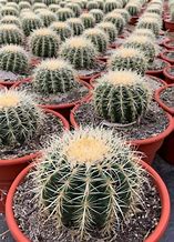 Image result for Spiny Barrel Cactus in Pot