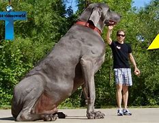 Image result for What Is the Biggest Dog in the World