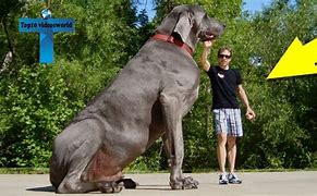 Image result for Biggest Dog On the Planet