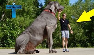 Image result for Biggest Dog Real