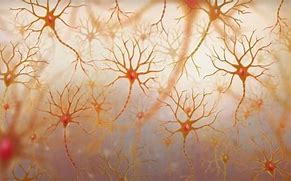 Image result for Real Neuron Cell