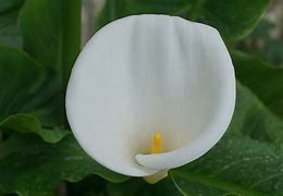Image result for Arum Flower
