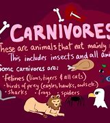 Image result for Carnivore Jokes