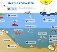 Image result for Types of Marine Habitats