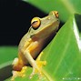 Image result for Froggy Frog