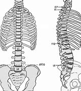 Image result for Upper Spine Anatomy