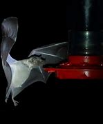 Image result for Nectar Bat