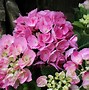 Image result for Hydrangea macrophylla Hobergine (r)