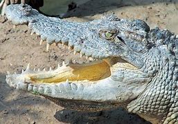 Image result for Cool Crocodile