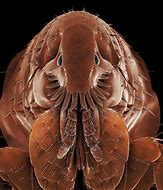 Image result for Cat Flea Close Up