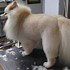 Image result for Labradoodle Lion Haircut