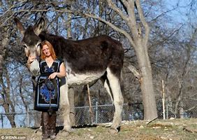 Image result for World's Biggest Donkey