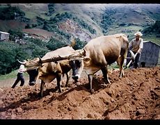 Image result for oxen plow