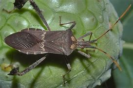 Image result for Leaf Bug
