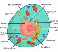 Image result for The Smallest Cell in the Human Body