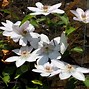 Image result for Autumn Clematis