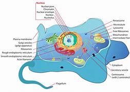 Image result for Cell Wall Transparent