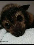 Image result for Fox Bat Adorable