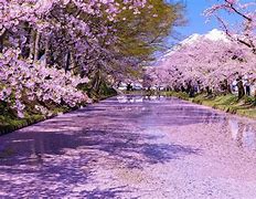 Image result for Spring in Japan and Children