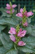 Image result for Chelone lyoni Hot Lips