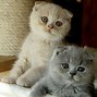Image result for Scottish Fold Ear Cat Cute