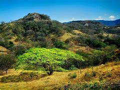 Image result for Largest Guanacaste Tree