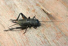 Image result for Mini Cricket Black Bug