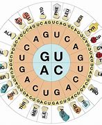 Image result for Genetic Code