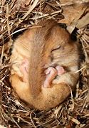 Image result for Mice Sleep and Wake