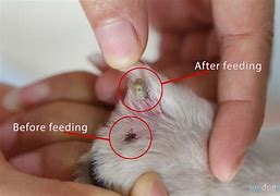 Image result for What a Tick Looks Like